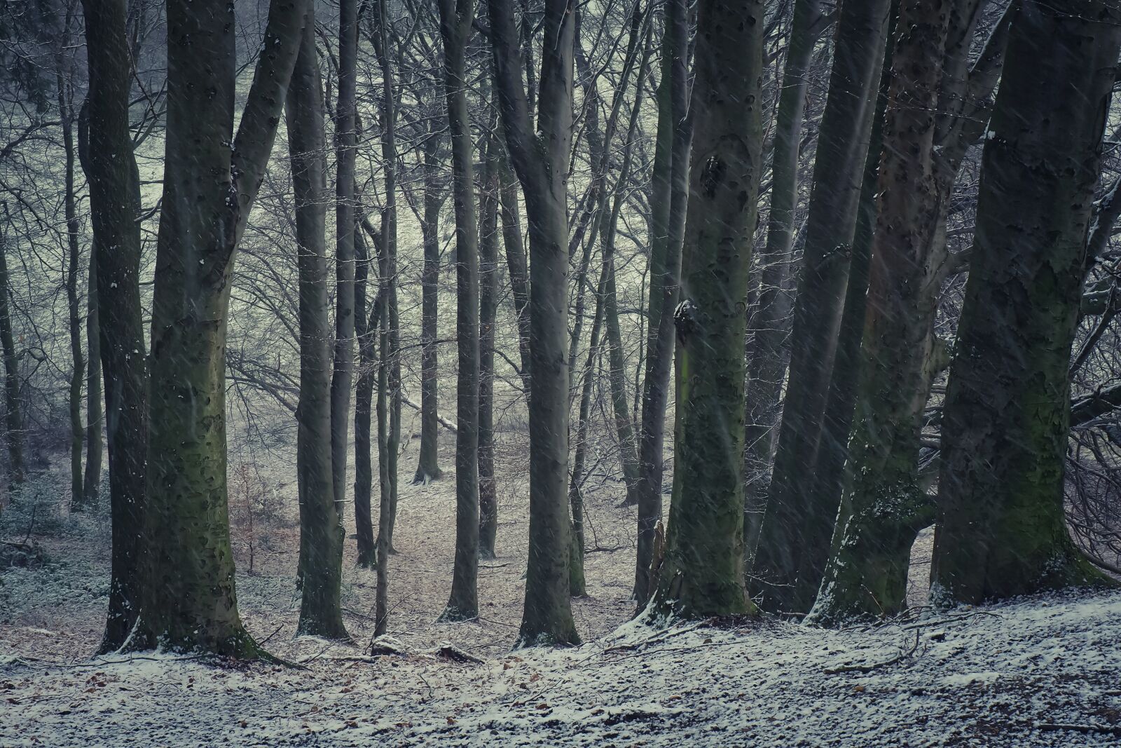 Olympus OM-D E-M10 sample photo. Forest, nature, landscape photography