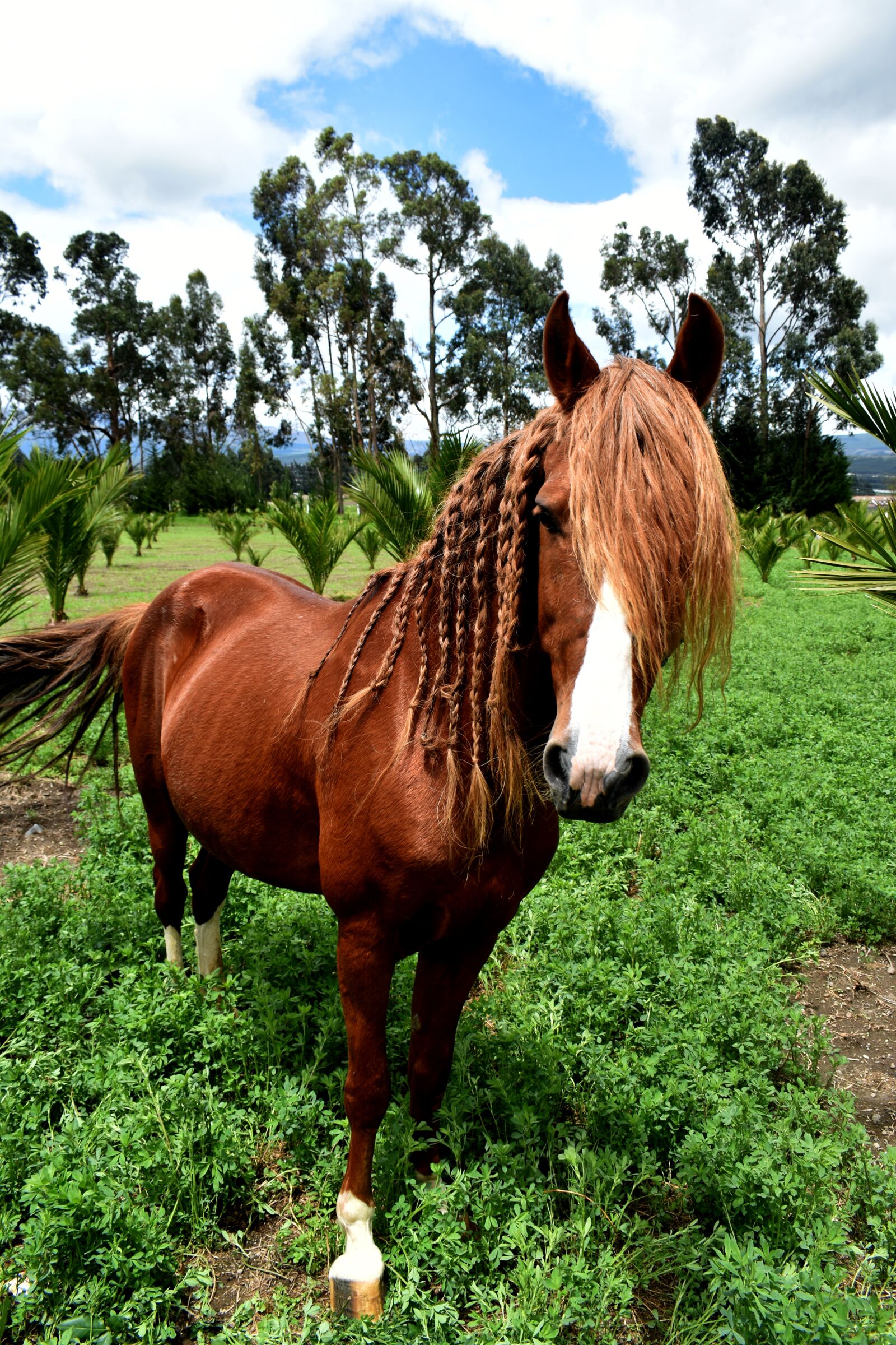 Nikon D3500 sample photo. Horses, nature, animals photography