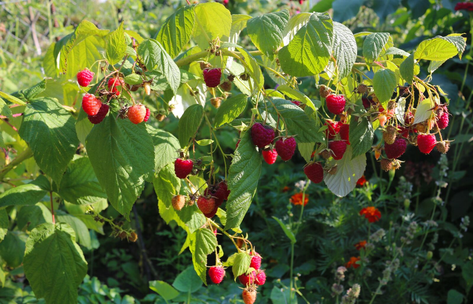 Canon EOS 100D (EOS Rebel SL1 / EOS Kiss X7) sample photo. Raspberries, berries, summer photography