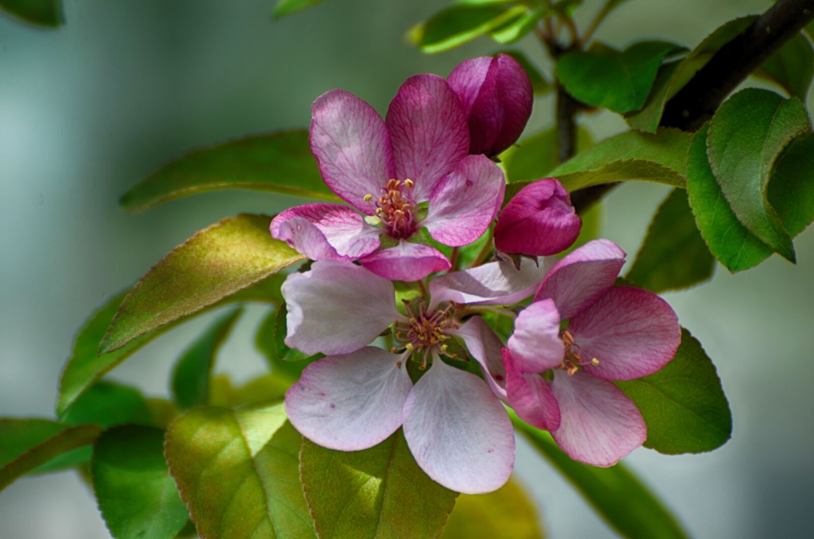 Nikon D7000 sample photo. Flowers blooming, apple flowers photography