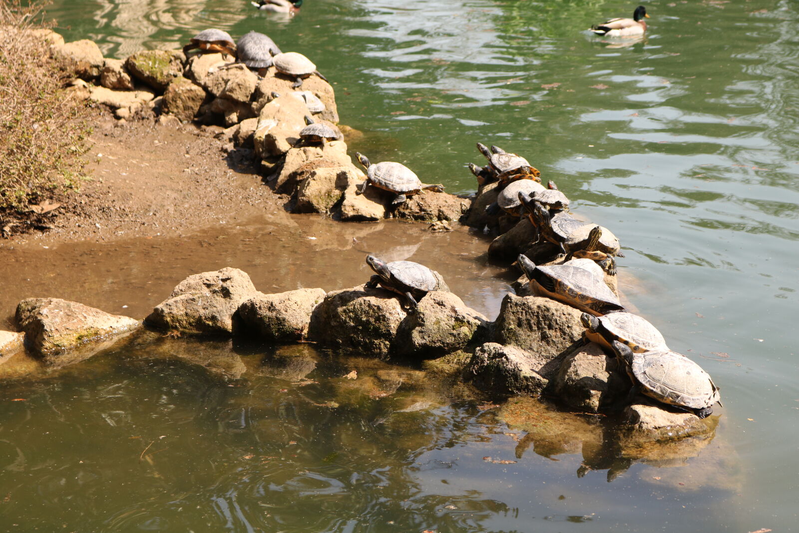Canon EOS 750D (EOS Rebel T6i / EOS Kiss X8i) sample photo. Turtles photography