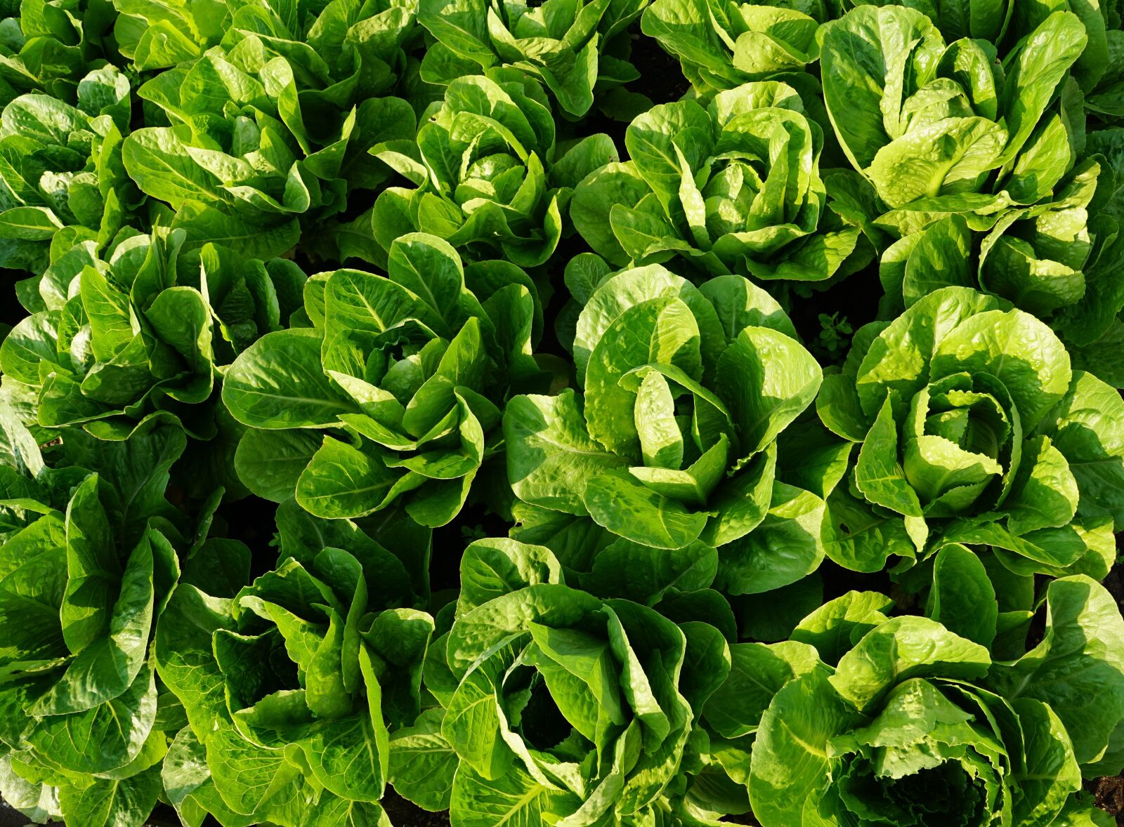 Sony ILCA-77M2 + Sony DT 16-50mm F2.8 SSM sample photo. Salad, green, eat photography