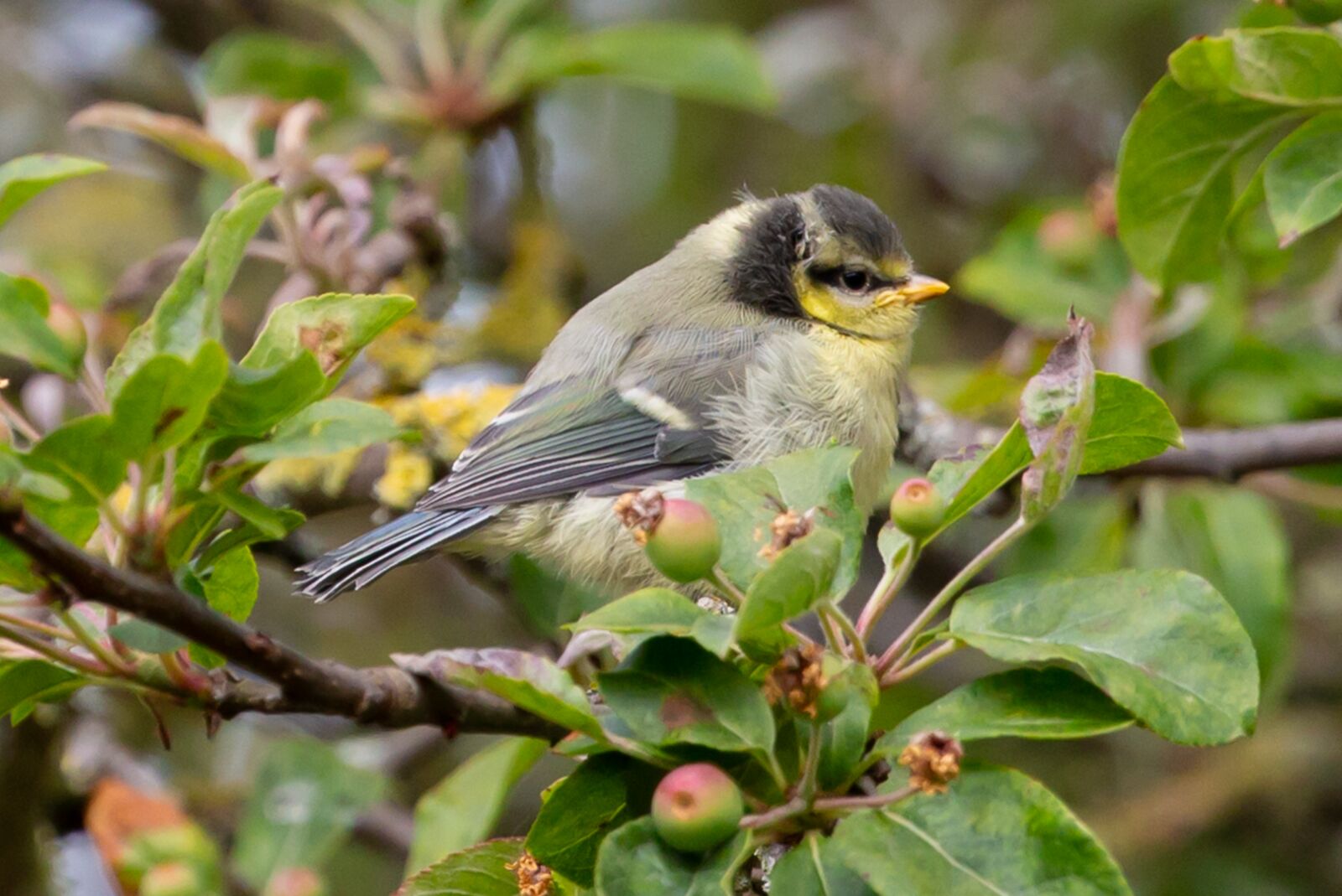 Canon EOS 5D Mark III sample photo. Fledgling blue tit, baby photography