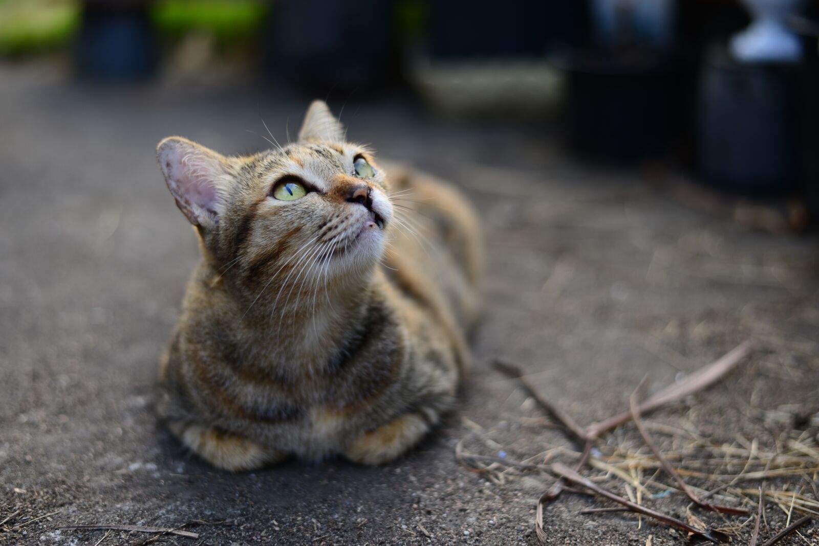 Nikon D800E sample photo. Tabby, cat, cute photography