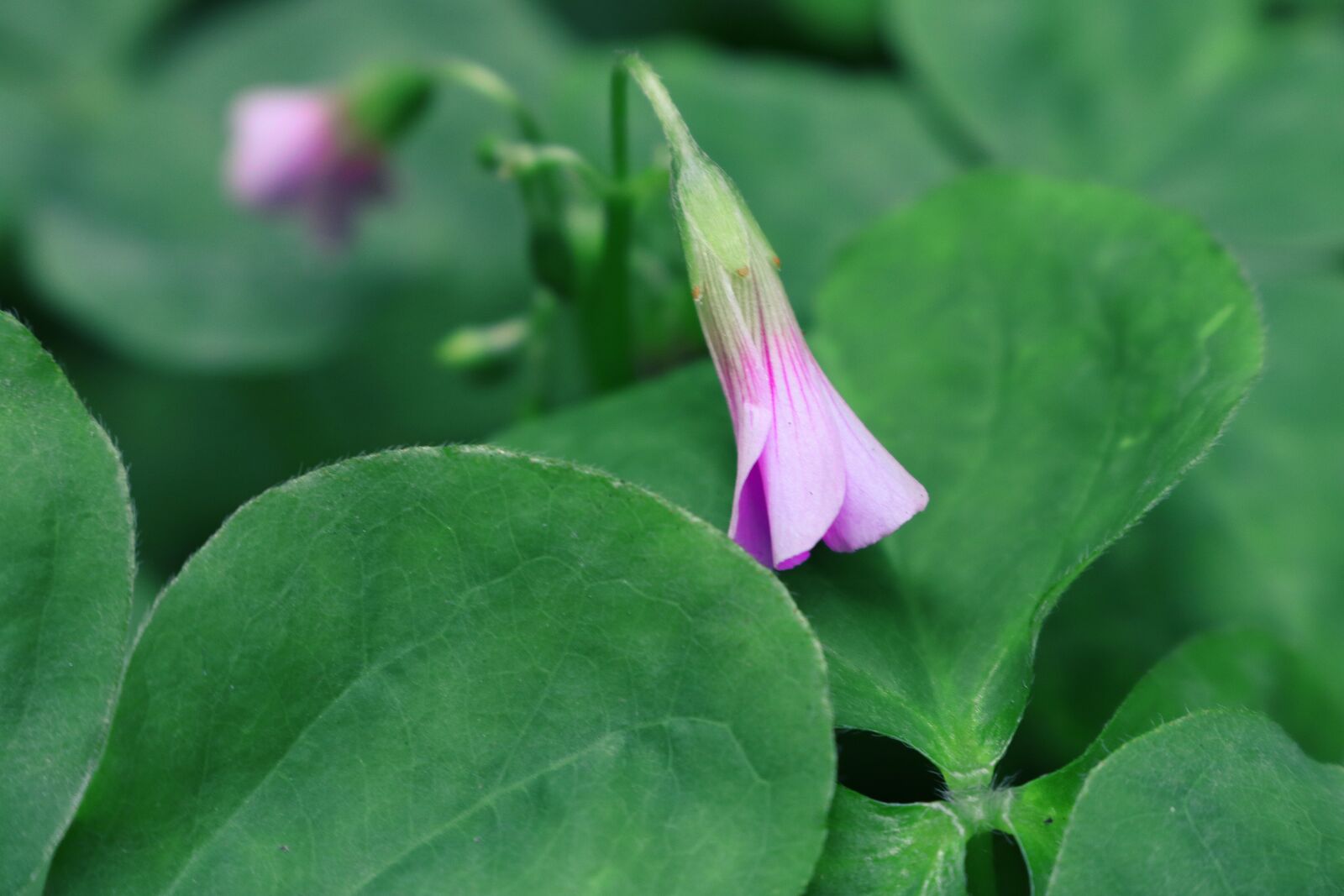 Canon EOS 750D (EOS Rebel T6i / EOS Kiss X8i) sample photo. Flower, green leaf, macro photography