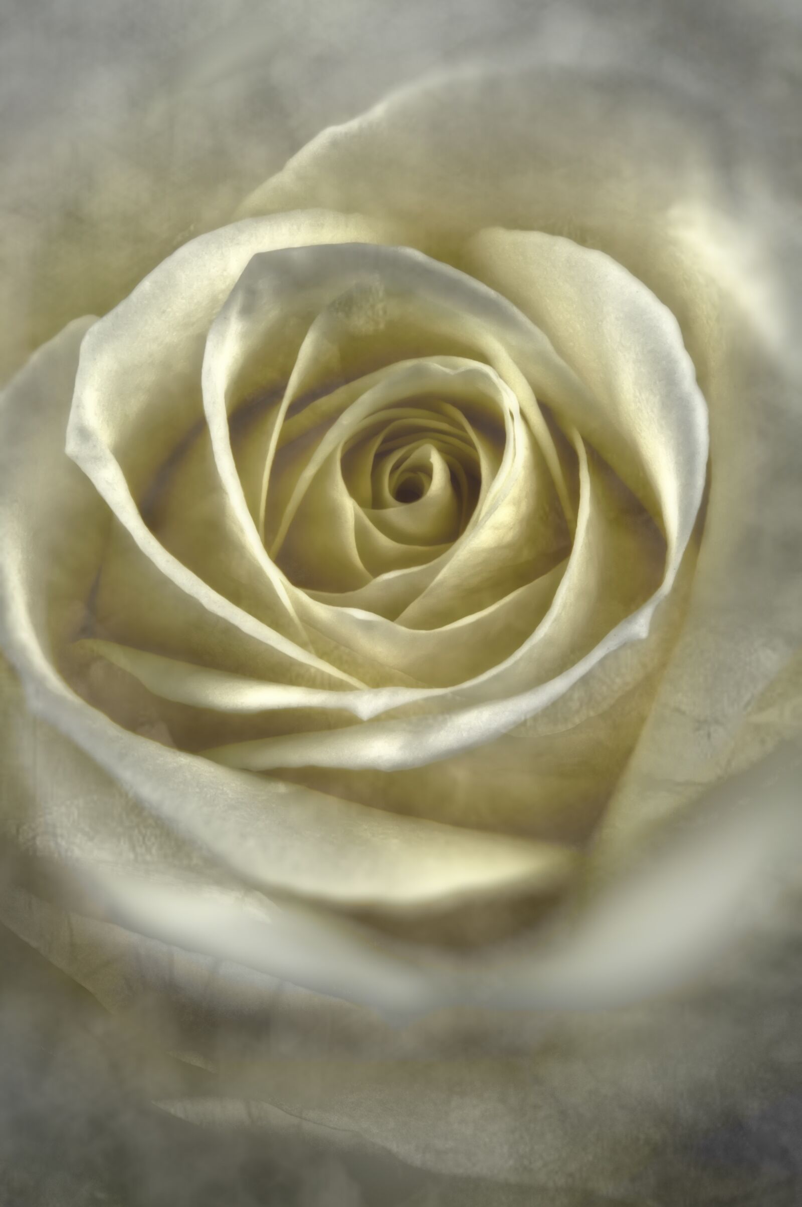 Nikon D300 sample photo. Rose, white, flower photography