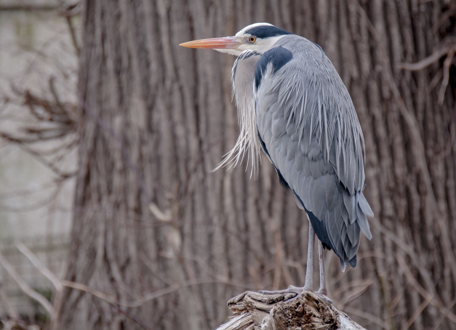 Nikon D300S sample photo. Bird, heron, animal photography