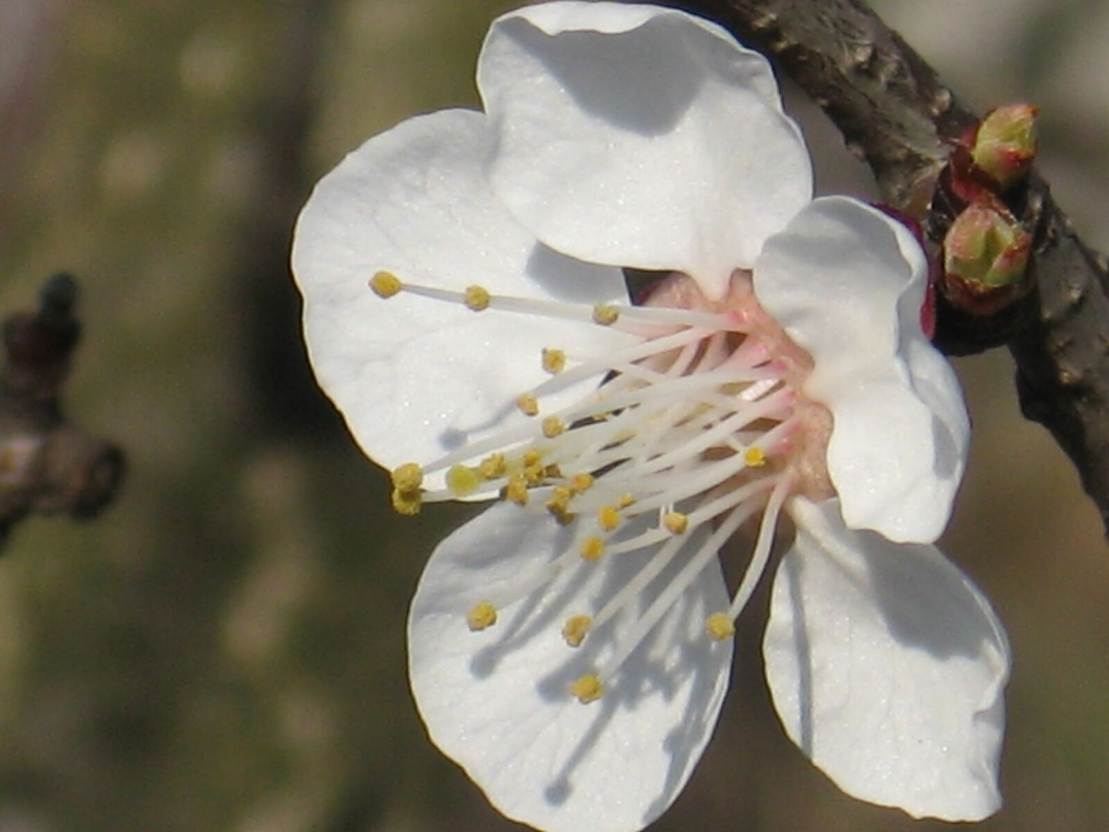 Canon POWERSHOT A550 sample photo. Blossom, march, spring, tree photography