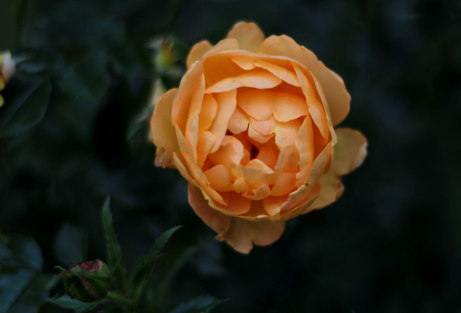 Canon EOS 600D (Rebel EOS T3i / EOS Kiss X5) sample photo. Rosa ' amber cover photography