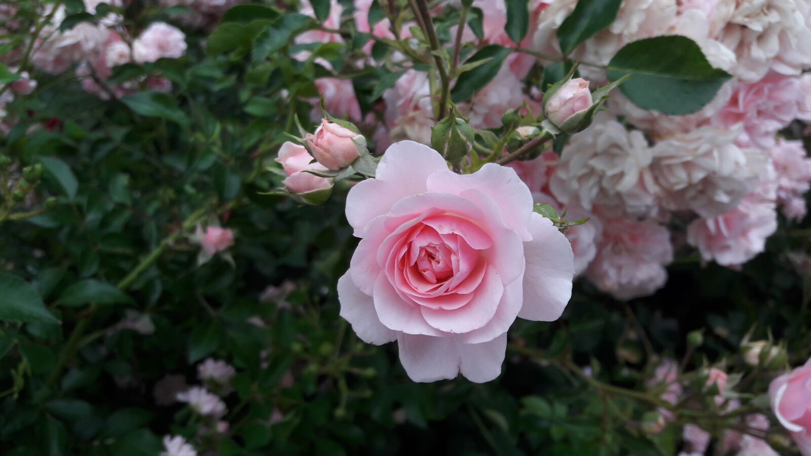 Samsung Galaxy J7 sample photo. Rose, flower, white rose photography