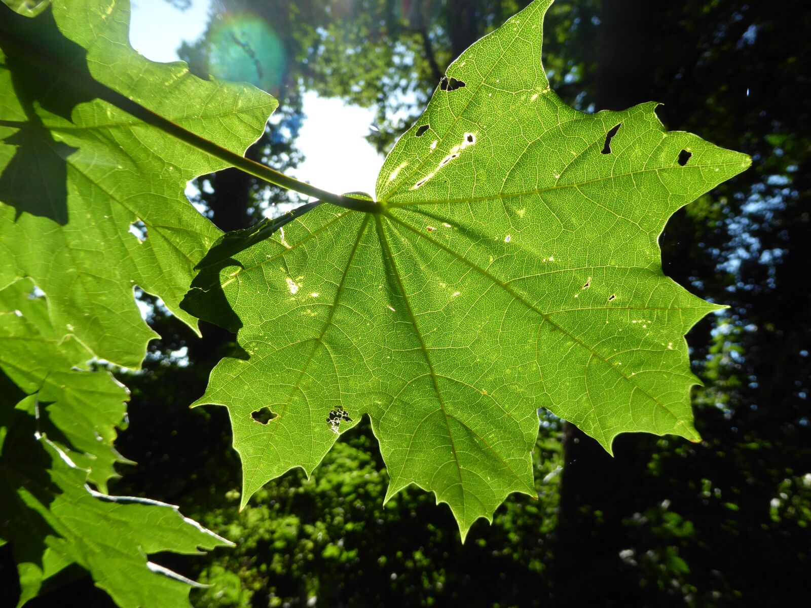 Panasonic Lumix DMC-ZS50 (Lumix DMC-TZ70) sample photo. Sheet, sunlight, nature photography