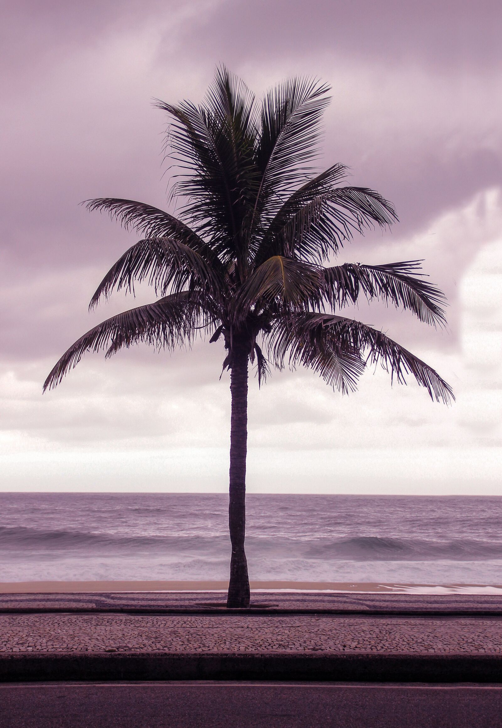 Canon EOS 600D (Rebel EOS T3i / EOS Kiss X5) sample photo. Coconut, tree, beach photography