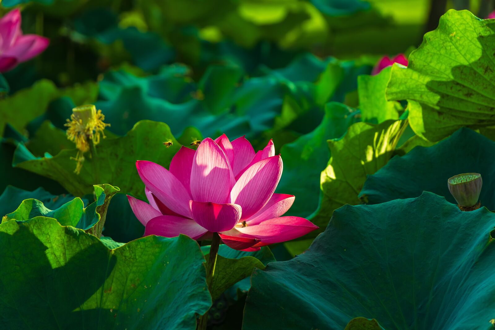 Canon EOS 77D (EOS 9000D / EOS 770D) + Canon EF-S 18-135mm F3.5-5.6 IS USM sample photo. Lotus, 蓮 peng, green photography