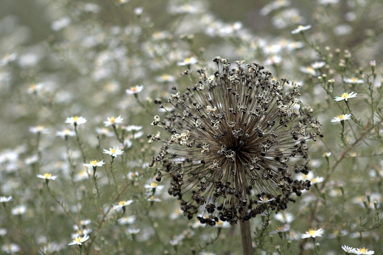 Canon EF75-300mm f/4-5.6 sample photo. Nature, flora, flower photography