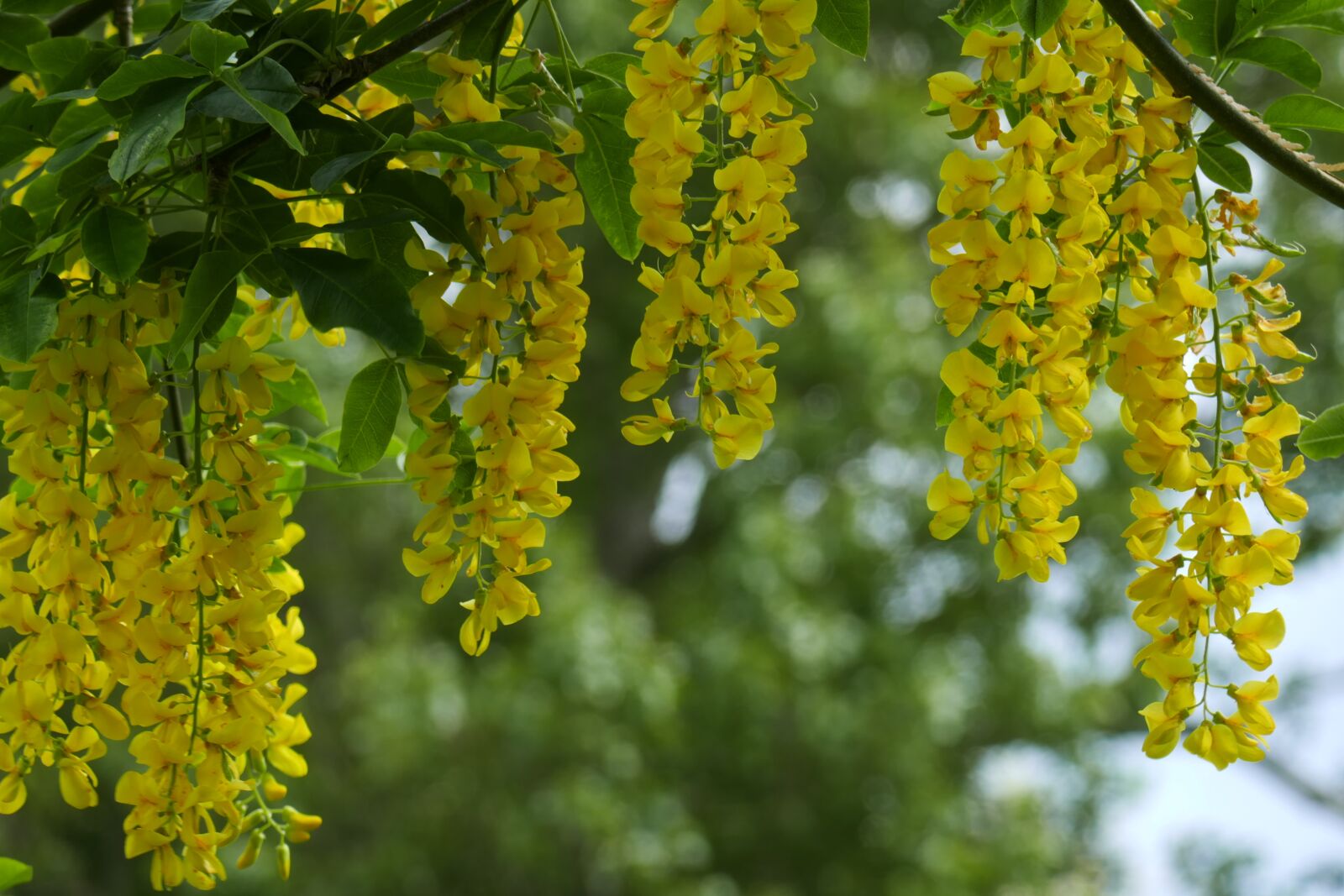 Panasonic Lumix DMC-ZS100 (Lumix DMC-TZ100) sample photo. Golden shower, flowers, yellow photography