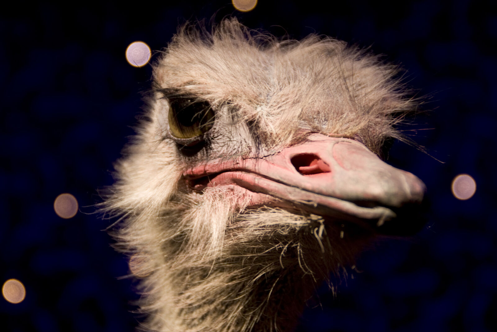 Sony Alpha DSLR-A700 sample photo. Bird, animal, africa, wilderness photography