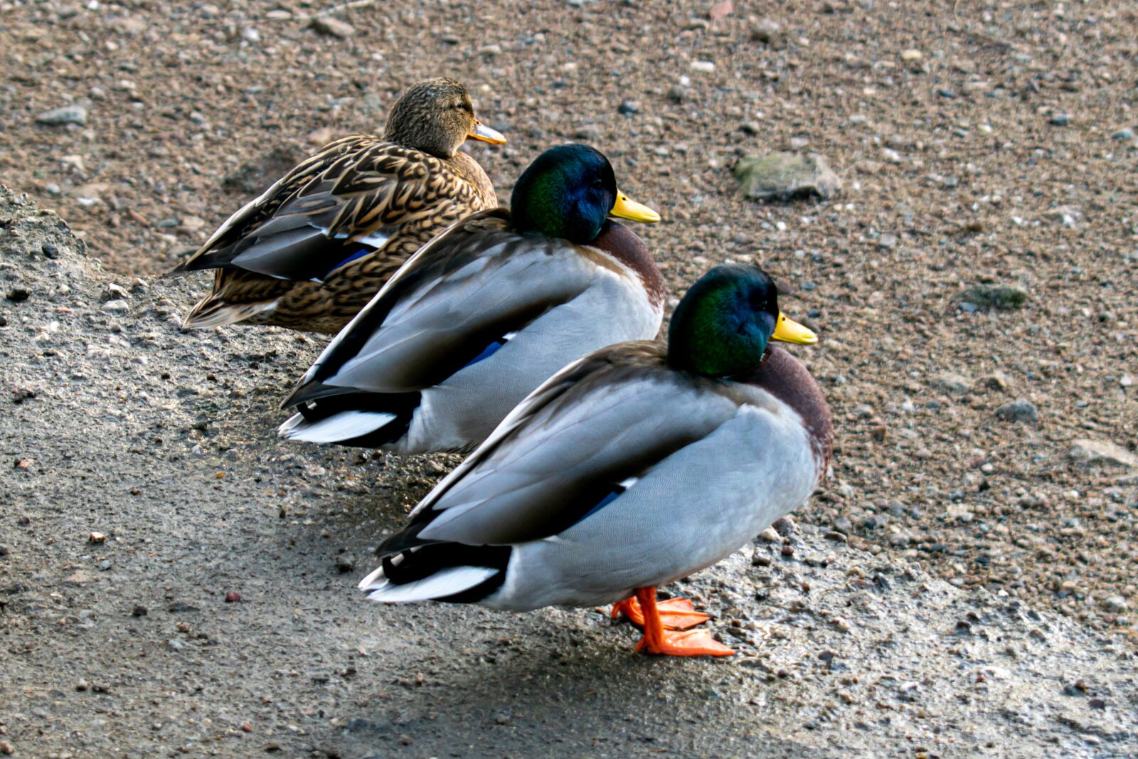 Nikon D5300 sample photo. Ducks, mallards, duck trio photography