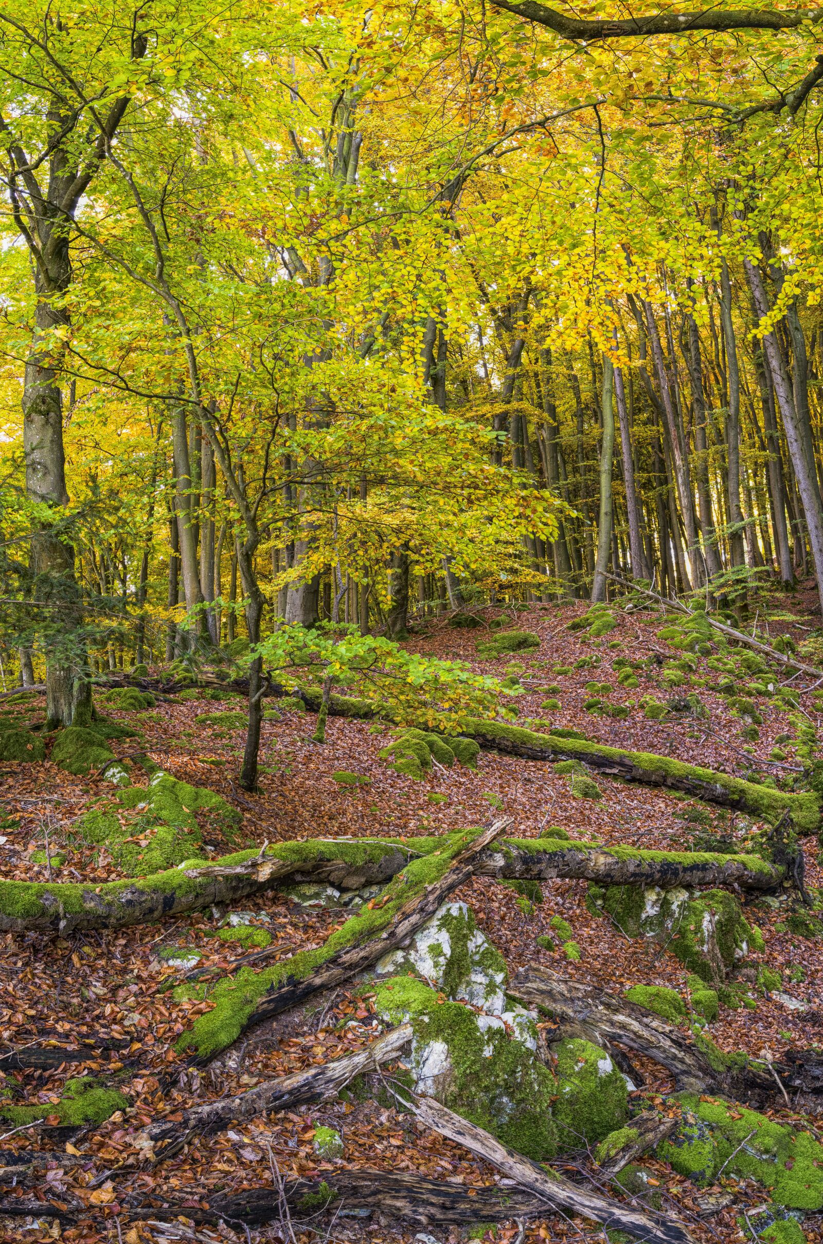 Sony a6300 + Sigma 30mm F2.8 EX DN sample photo. Forest, idyll, beautiful photography