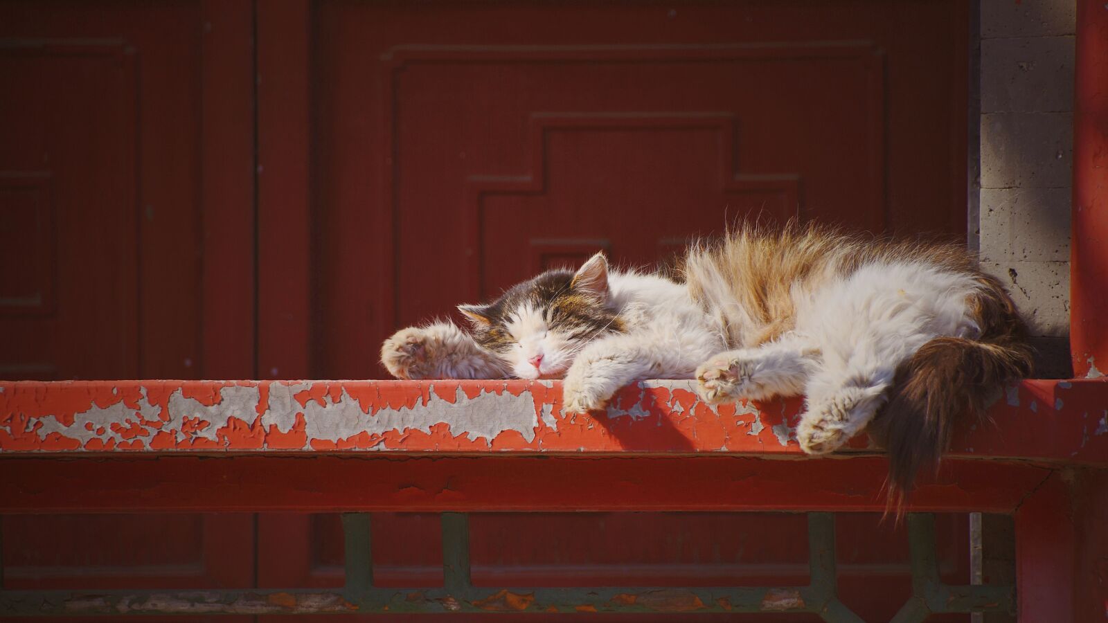 Nikon D7200 sample photo. Cat, sleeping, red photography