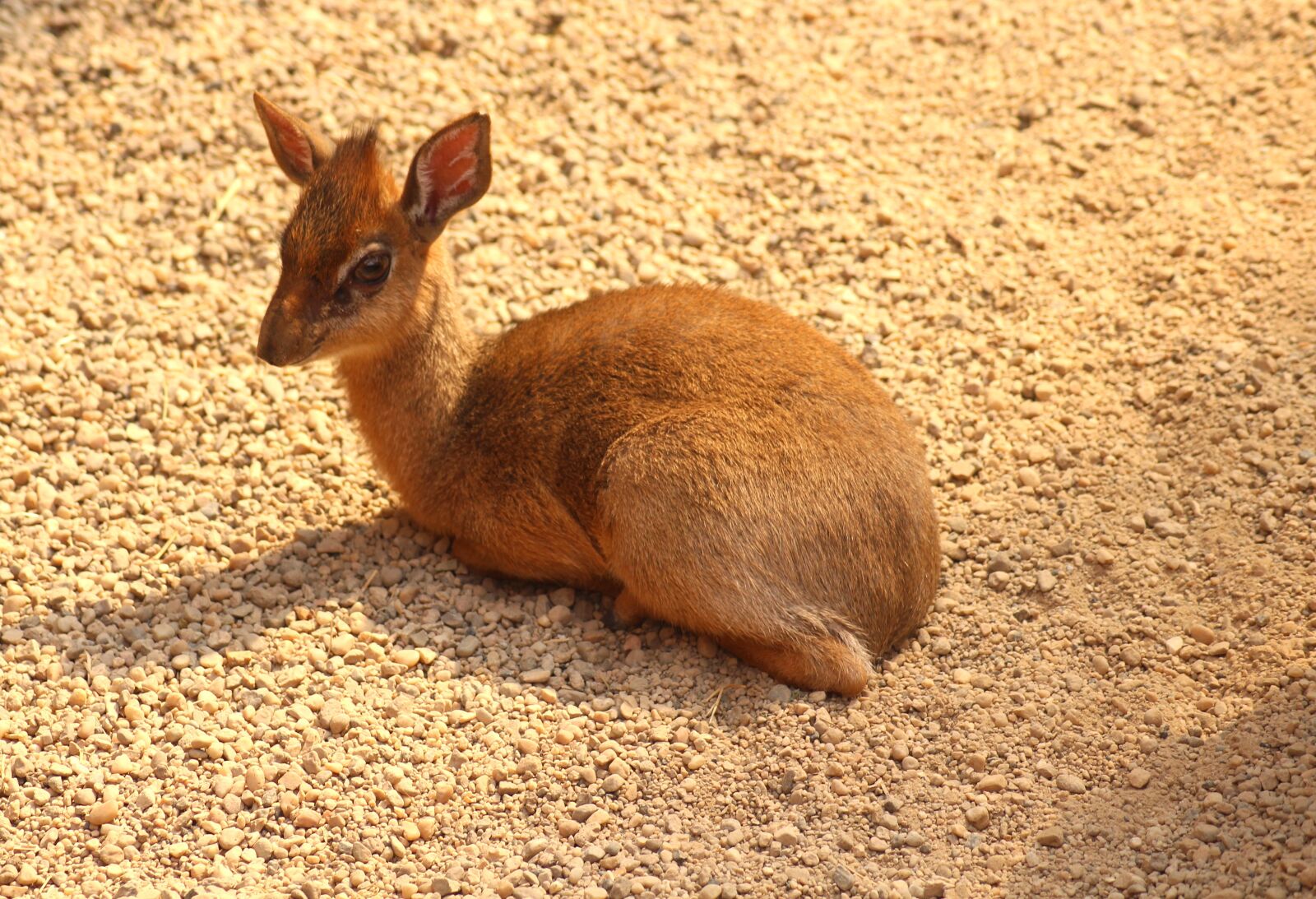 Canon EOS 1200D (EOS Rebel T5 / EOS Kiss X70 / EOS Hi) sample photo. Dikdik, little antelope, animals photography