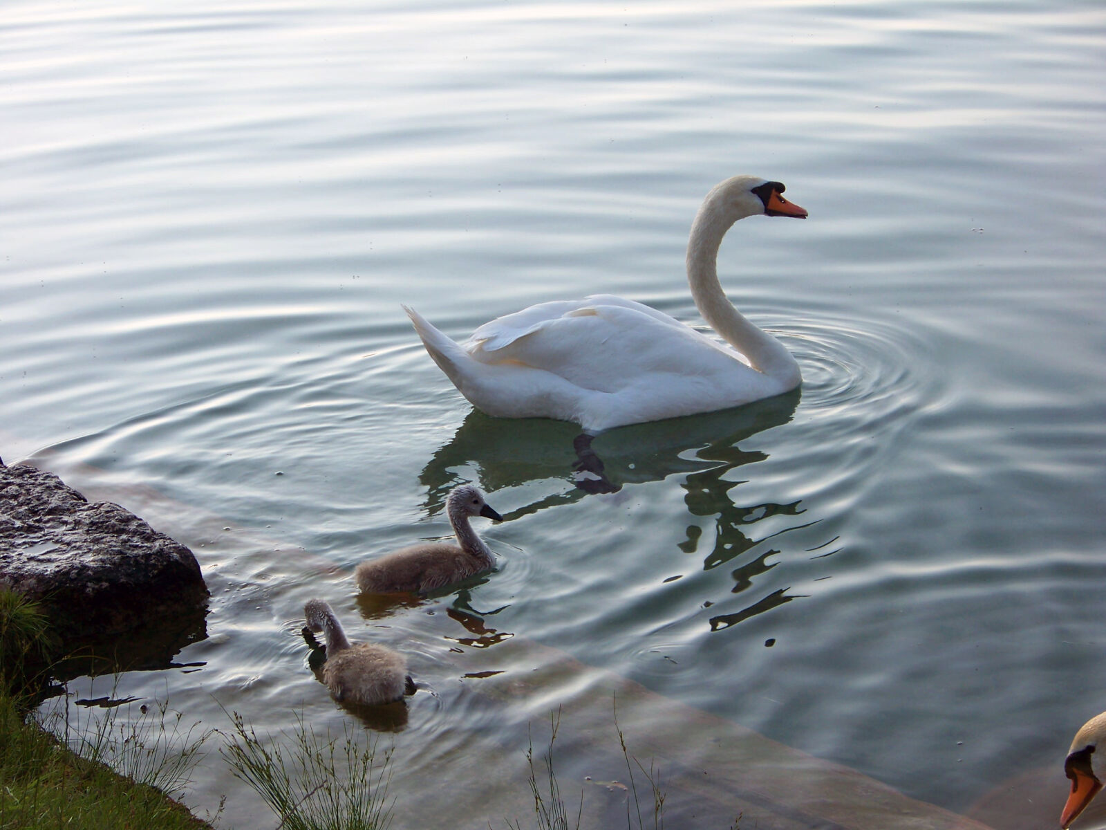 Kodak EASYSHARE Z8612 IS DIGITAL CAMERA sample photo. Children, family, lake, swans photography