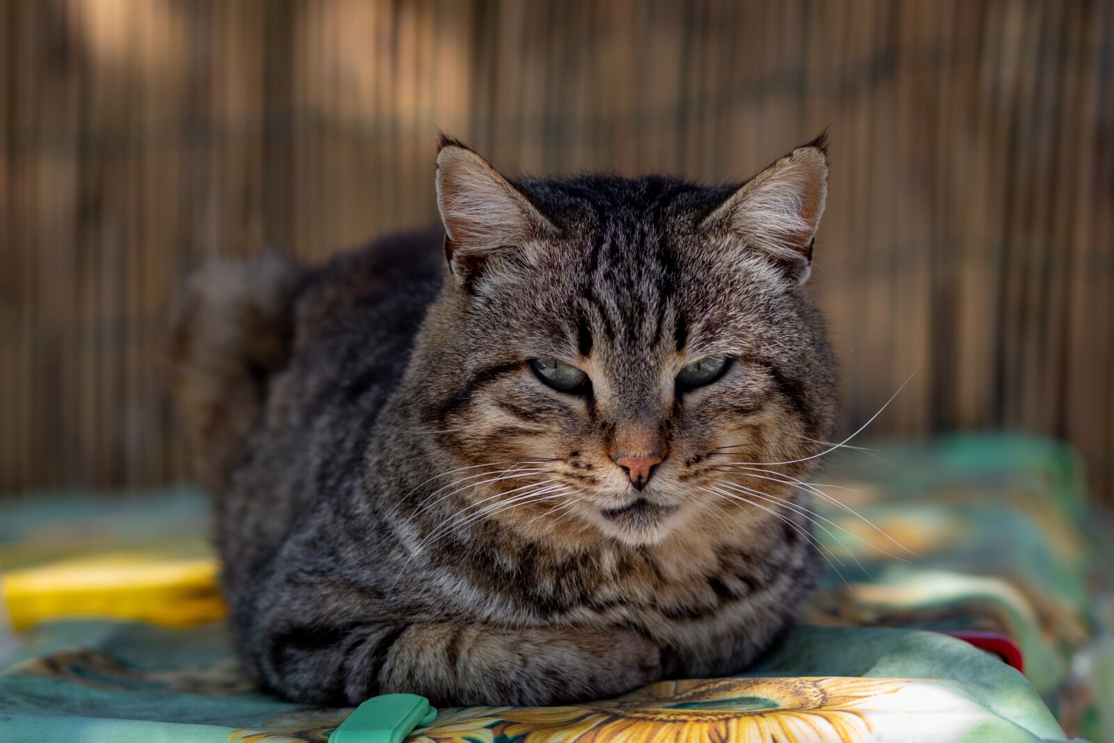Canon EOS 1300D (EOS Rebel T6 / EOS Kiss X80) + Canon EF 85mm F1.8 USM sample photo. Cat, tiger, feline photography