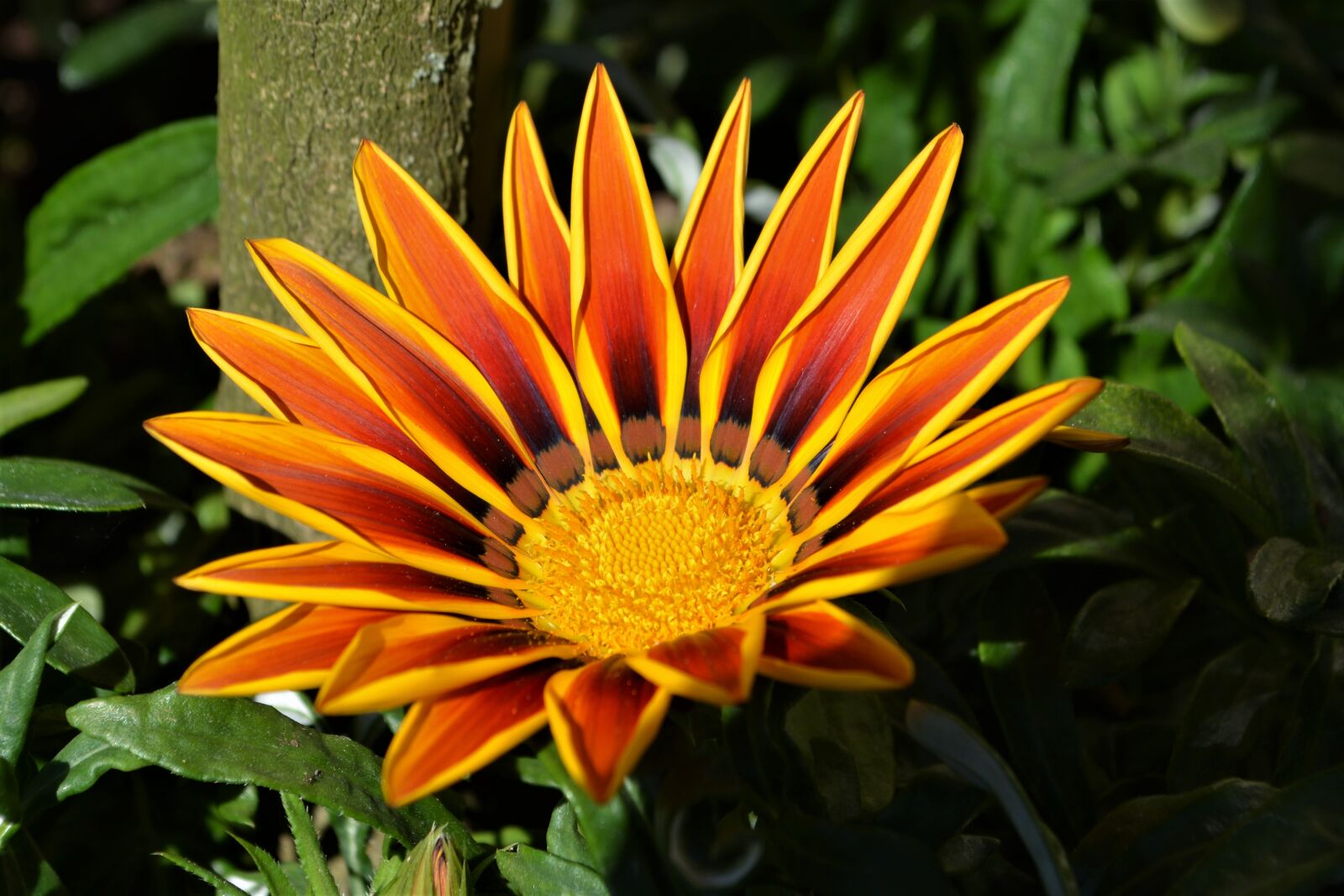 Nikon D5200 sample photo. Blossom, bloom, flower photography