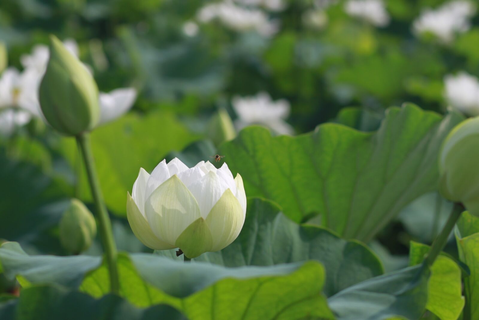 Canon EOS 500D (EOS Rebel T1i / EOS Kiss X3) sample photo. Kite, lotus, nature photography