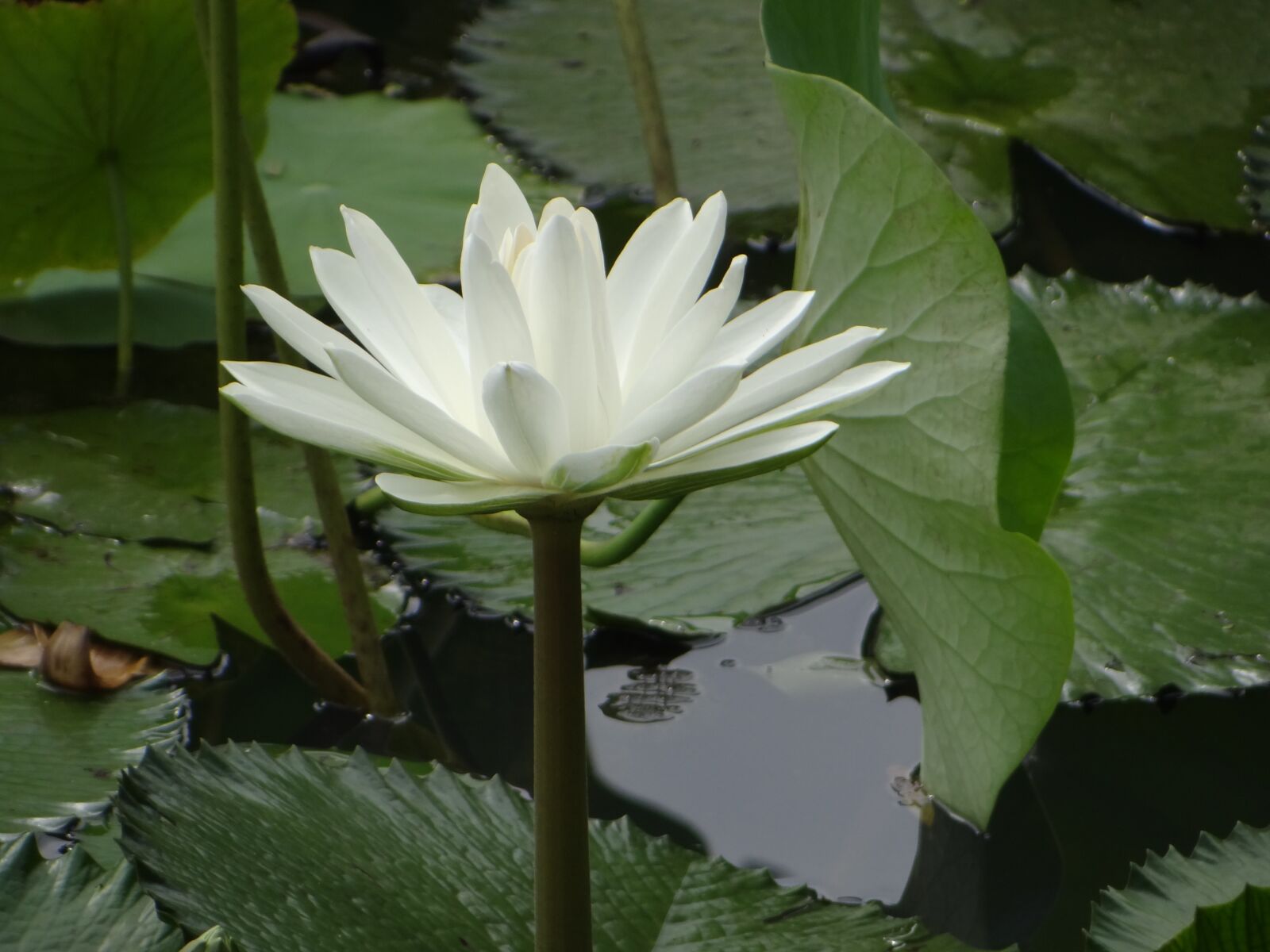 Sony Cyber-shot DSC-HX100V sample photo. Lotus, flower, pond photography
