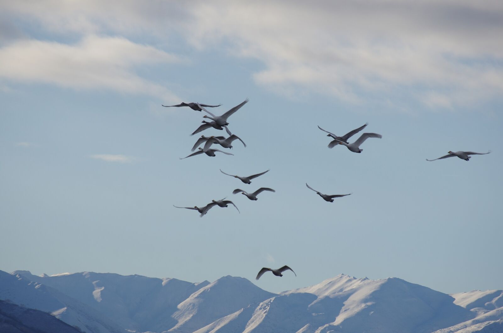 Pentax K-5 sample photo. The wild swans, the photography