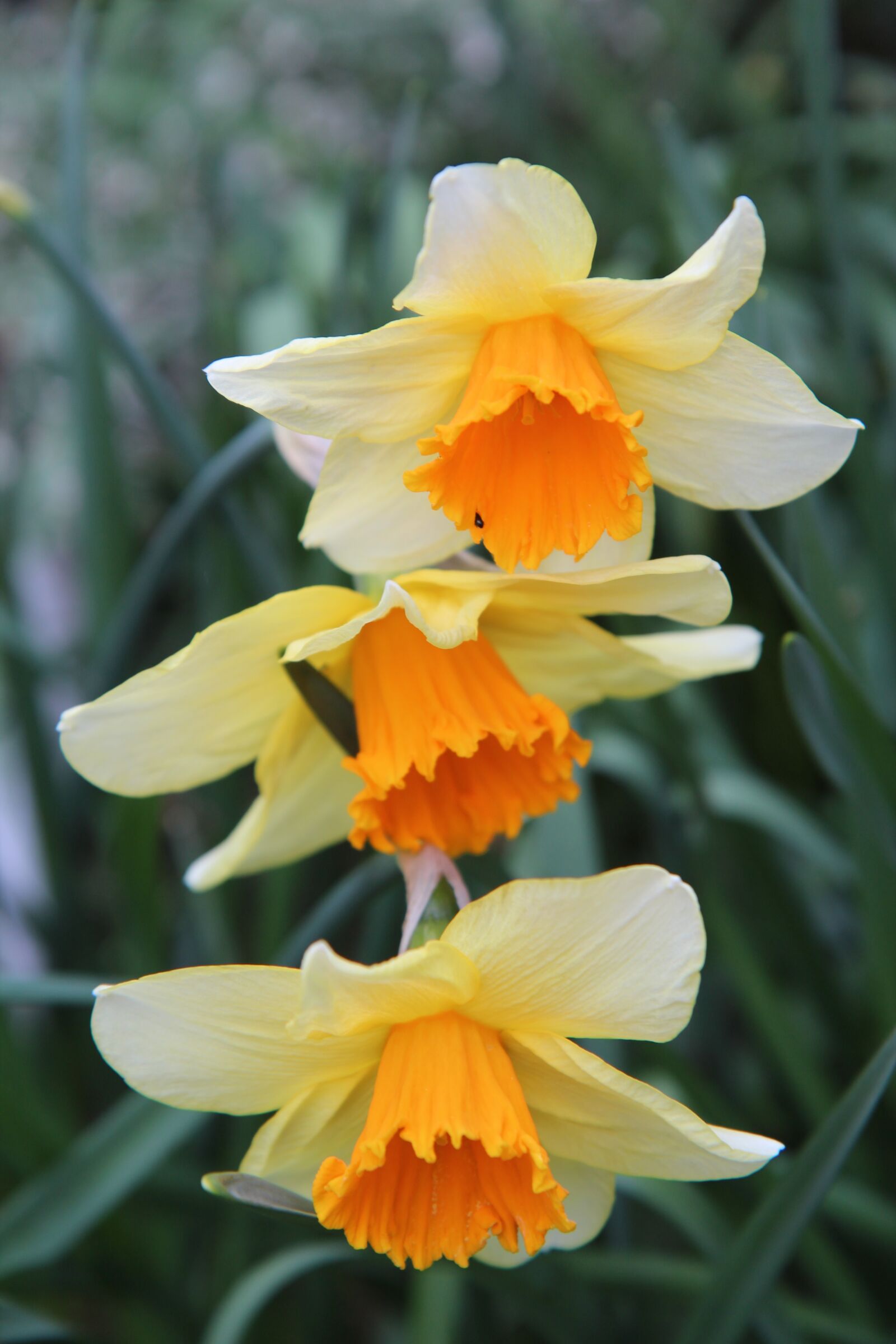 Canon EOS 600D (Rebel EOS T3i / EOS Kiss X5) sample photo. Narcissus, narcissus orange, daffodil photography