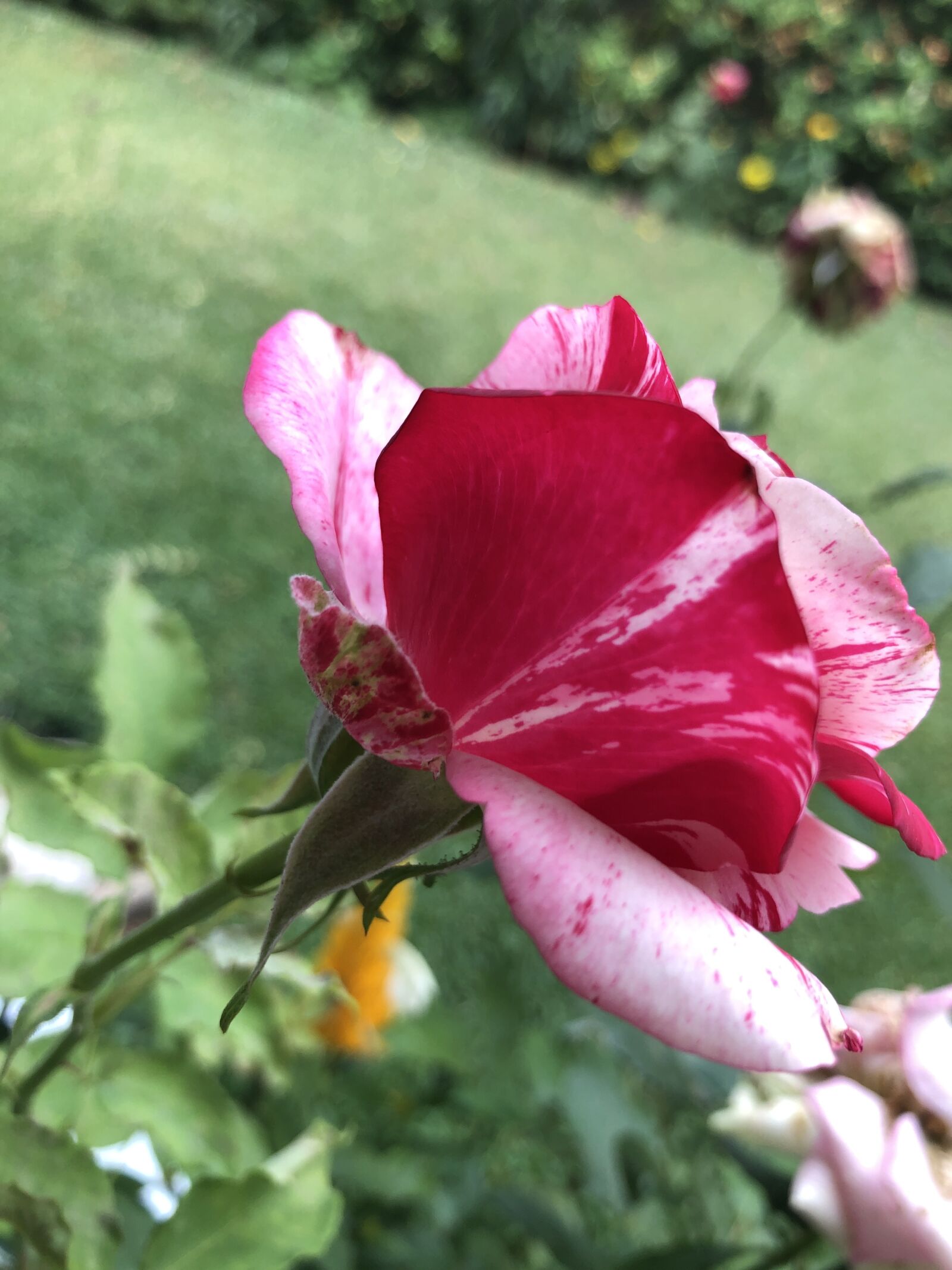 iPhone 8 back camera 3.99mm f/1.8 sample photo. Flowers, roses, garden photography