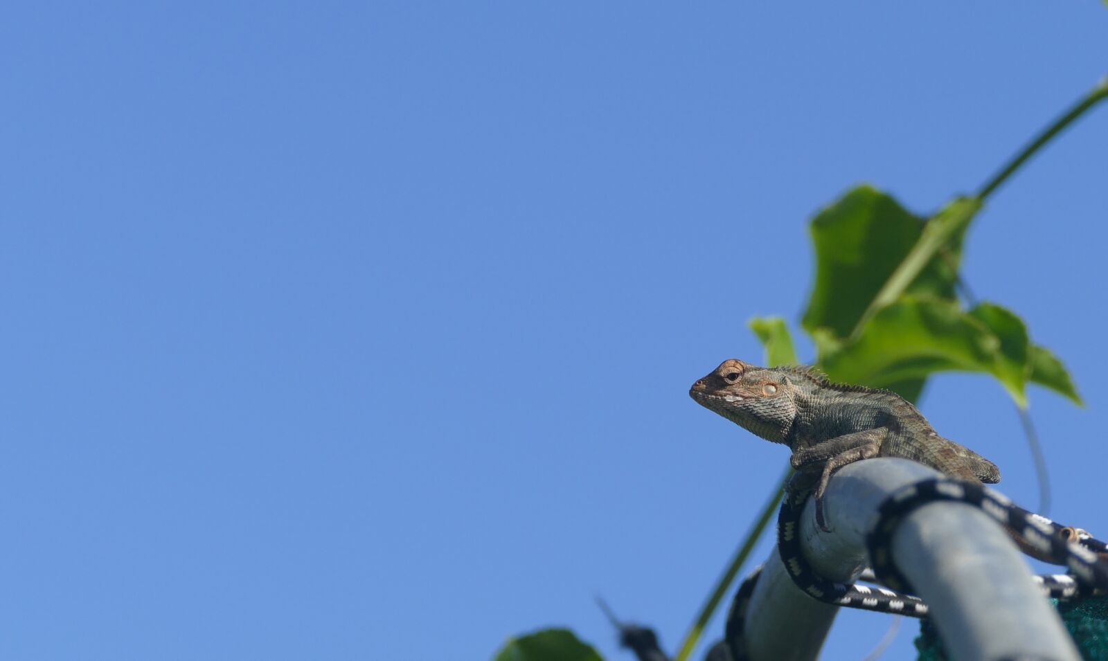 Panasonic Lumix DMC-FZ1000 sample photo. Lizard, mauritius, reptile photography