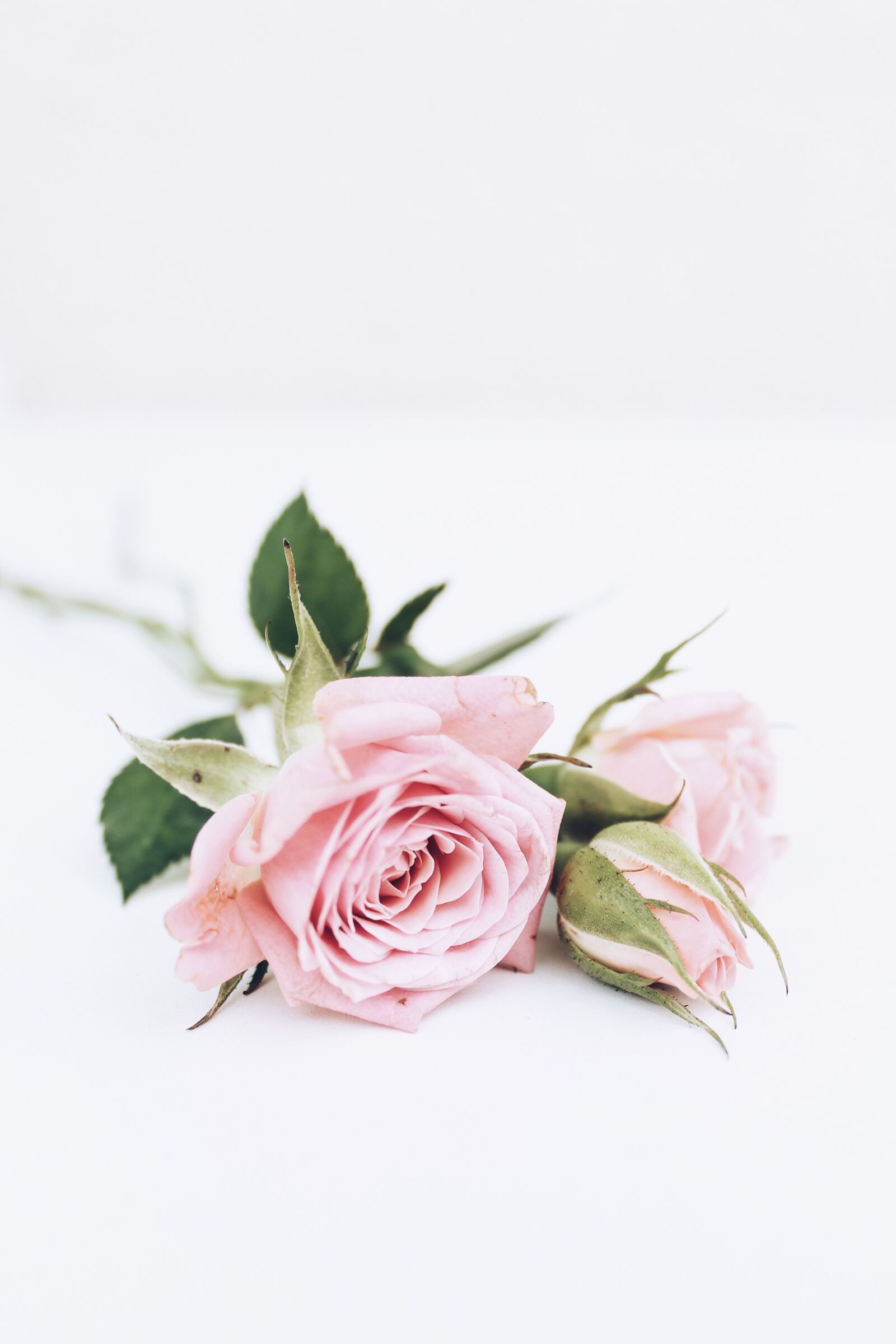 Canon EOS 1100D (EOS Rebel T3 / EOS Kiss X50) sample photo. Roses, pink, white photography