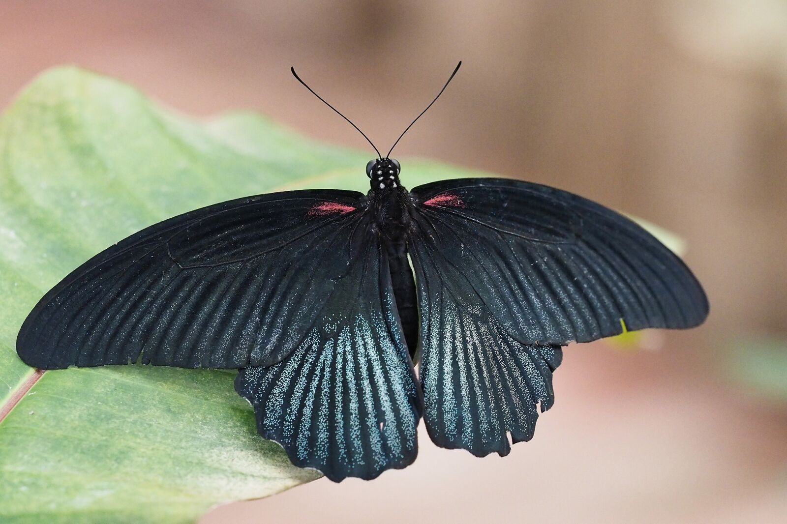 Olympus OM-D E-M1 sample photo. Insect, butterfly, close up photography