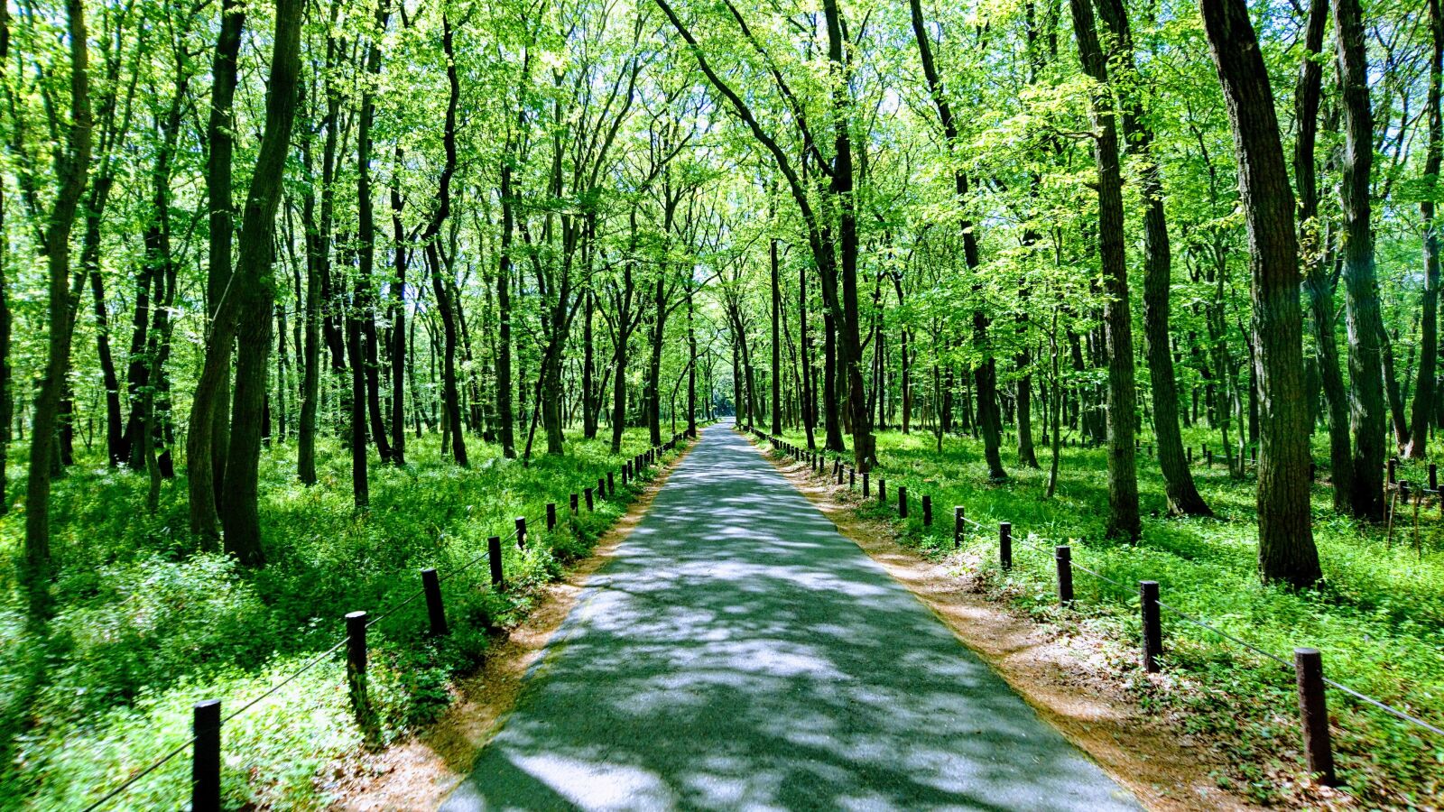 Sony Xperia X Compact sample photo. Nature, forest, sunlight photography