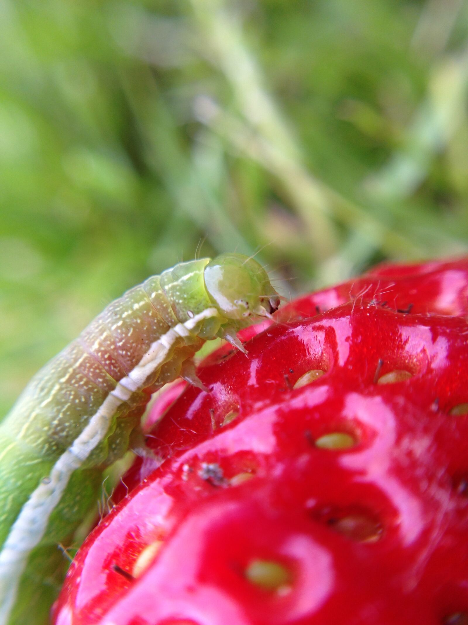 Apple iPhone 5 sample photo. Caterpillar, strawberry, eat photography