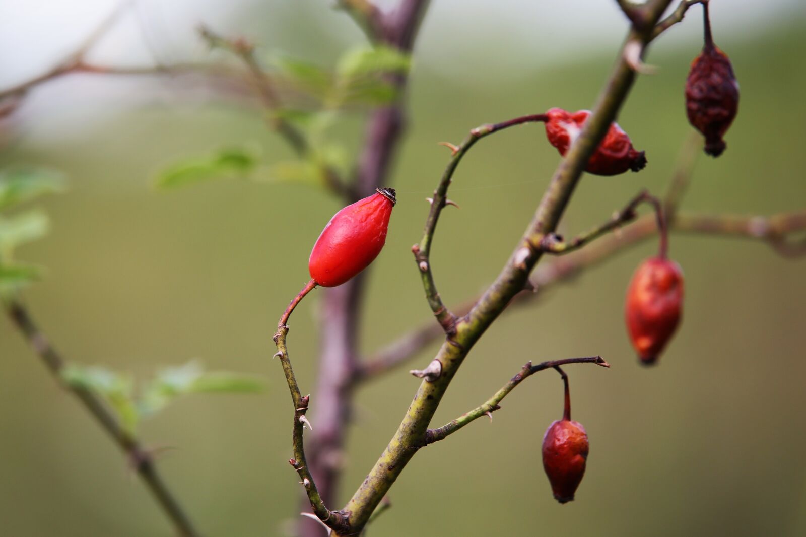 Tamron 70-210mm F4 Di VC USD sample photo. Rose hips, fruit, plant photography