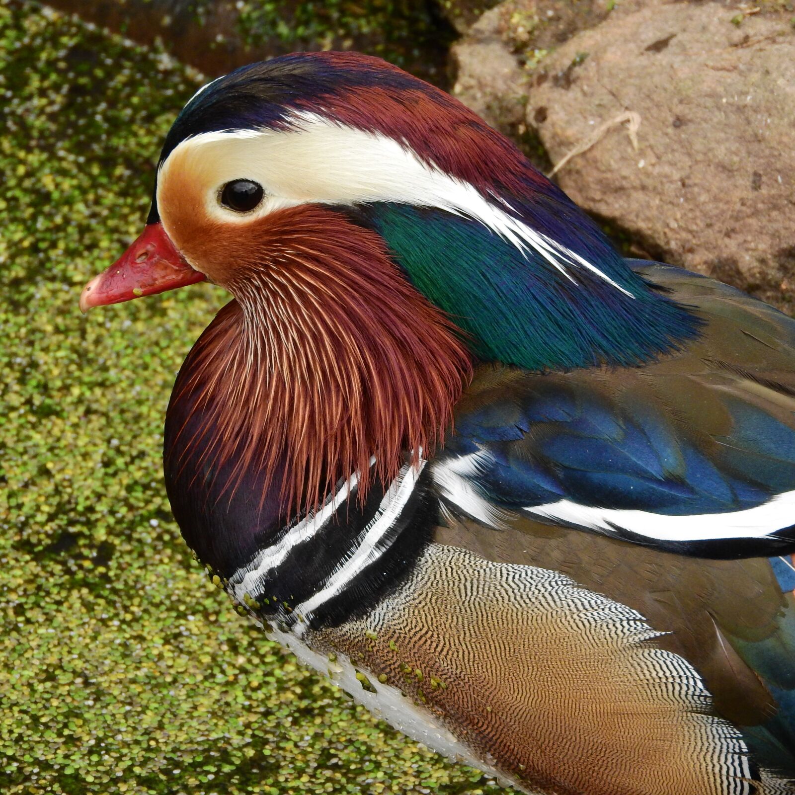 Nikon Coolpix P610 sample photo. Mandarin mandarin, drake, cute photography