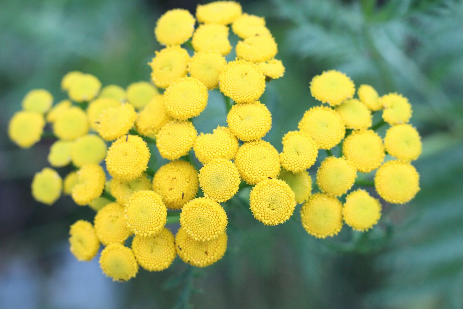 Canon EOS 650D (EOS Rebel T4i / EOS Kiss X6i) + Canon EF 50mm F1.8 STM sample photo. Flower, circle, yellow photography
