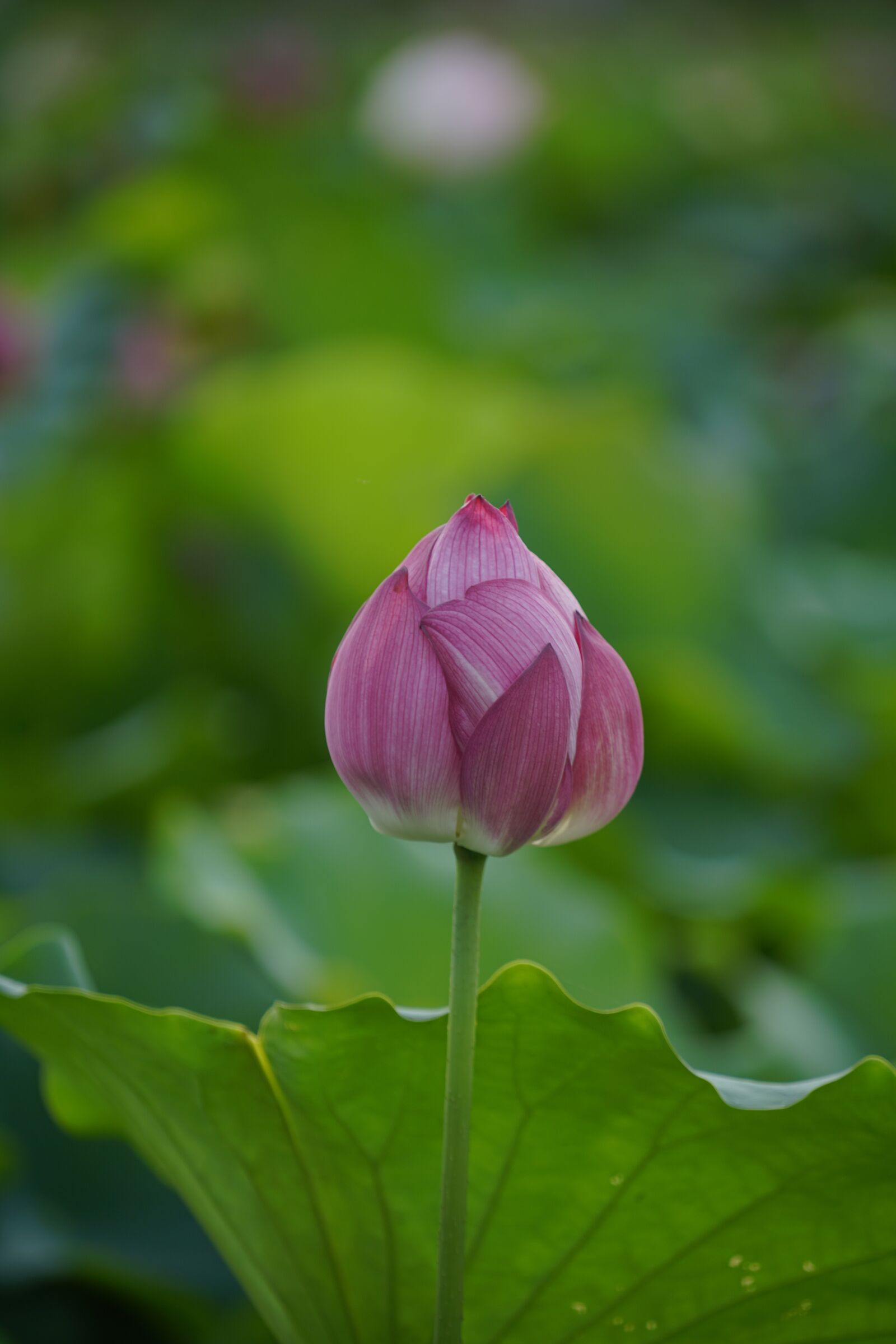 Sony a7R II + Sony FE 70-200mm F4 G OSS sample photo. Lotus pond, color pink photography