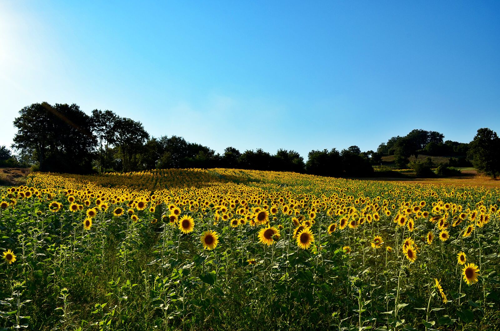 Nikon D5100 sample photo. Sunflower, nature, landscape photography