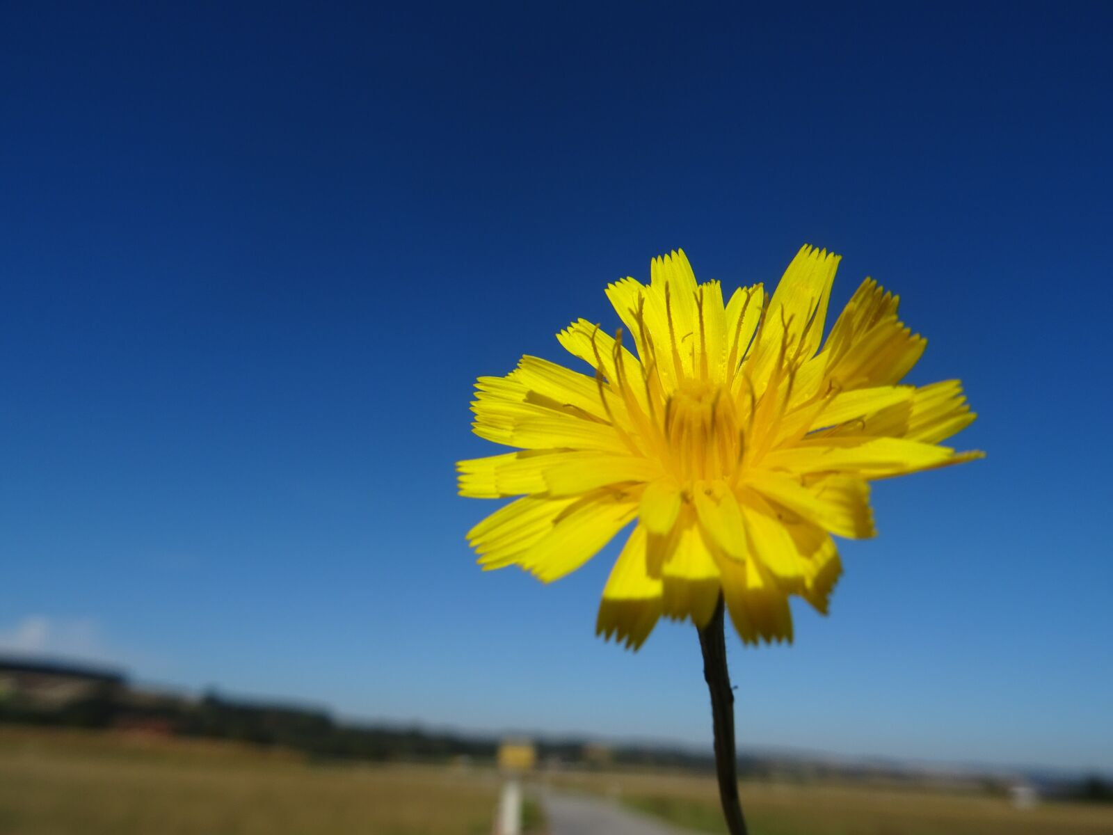 Sony DSC-HX60 sample photo. Hawkweed, flower, blossom photography