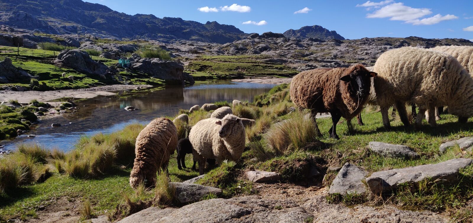 OnePlus 6 sample photo. Argentina, cordoba, sheeps photography