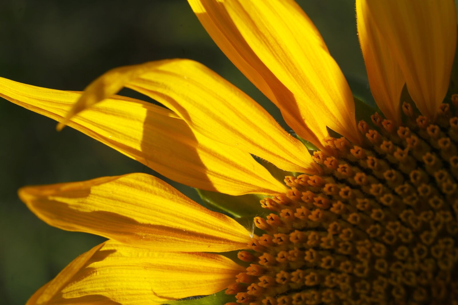 Canon EF 100mm F2.8L Macro IS USM sample photo. Sunflower, macro, yellow photography