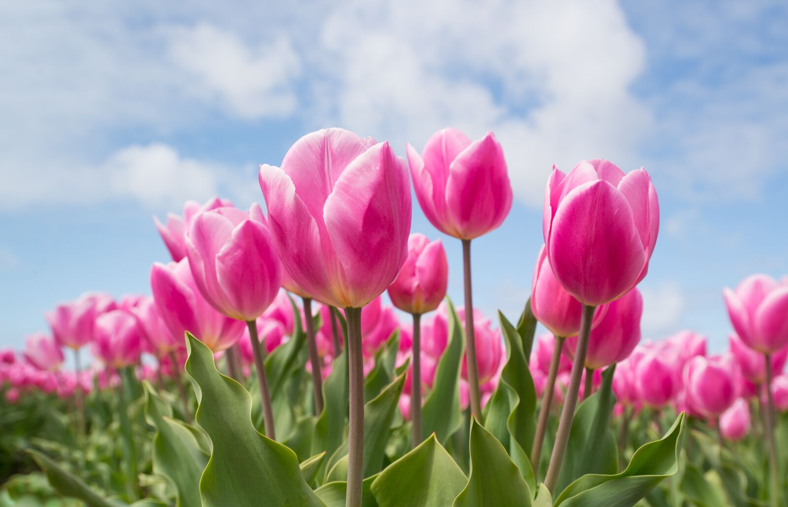 Nikon D610 sample photo. Pink, tulip, bulb photography