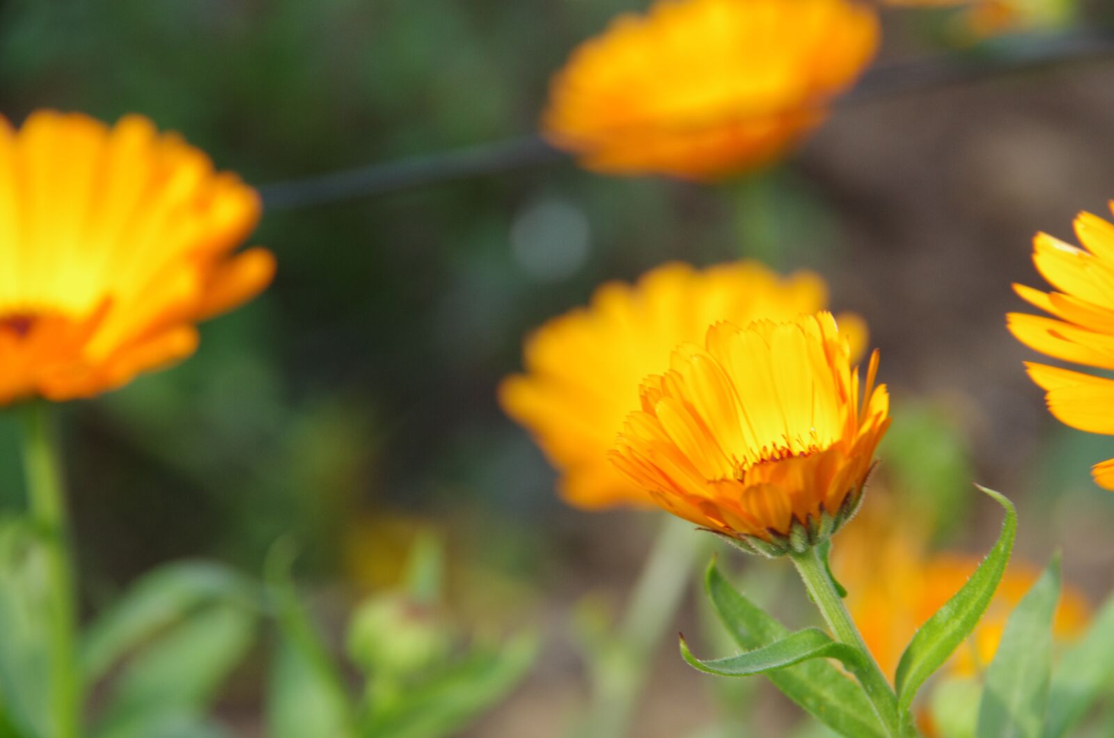 Pentax K-5 sample photo. Marigold, orange, garden photography