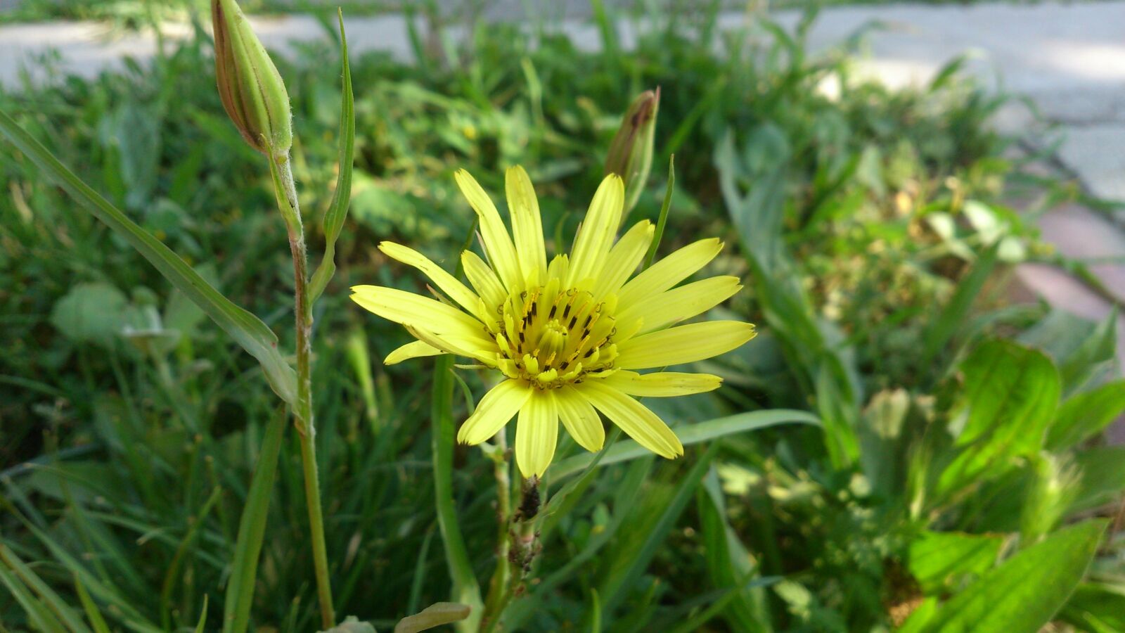Sony Xperia V sample photo. Daisy, yellow daisy, yellow photography