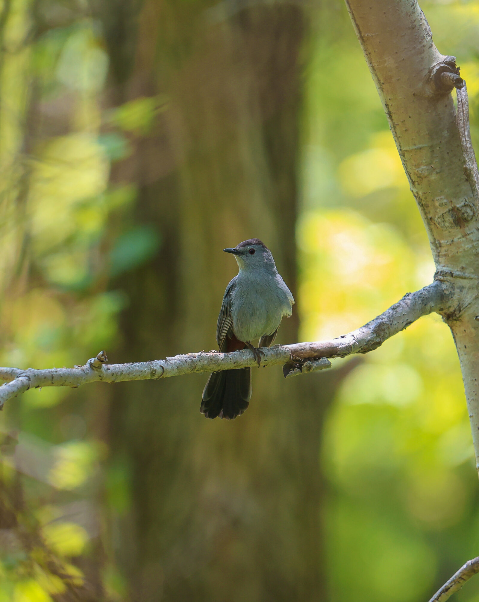 Sigma 60-600mm F4.5-6.3 DG OS HSM | S sample photo. Sigma 60-600mm sport and photography