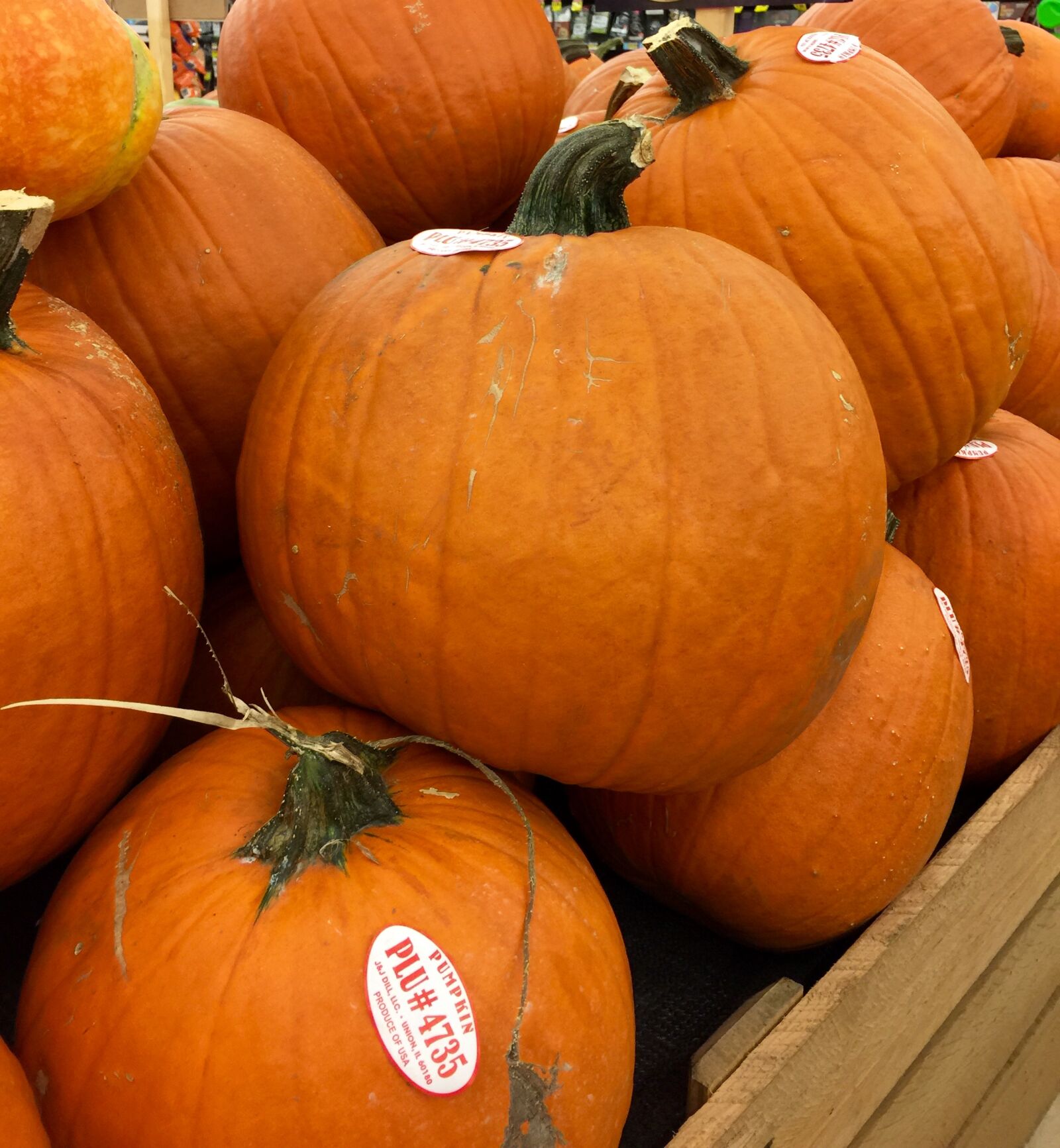 iPhone 6 Plus back camera 4.15mm f/2.2 sample photo. Autumn, decoration, halloween, harvest photography